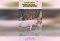 二狗爆料猪圈视频,猪圈视频背后的惊人真相