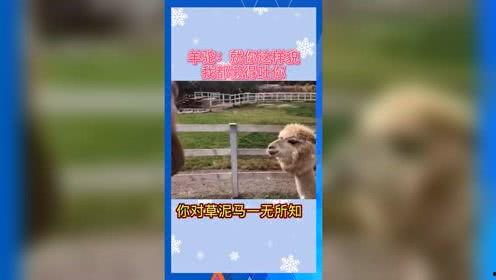 娱乐吃瓜群众模板